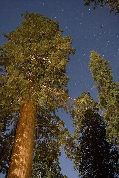 Giant Sequoia trees in the Sequoia National Park, Sierra Nevada, California. Largest trees in the world (but not the tallest). Photographed at night using torchlight and flash, to show starry sky as well