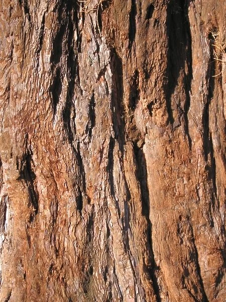 Giant Sequoia  /  Wellingtonia Tree - Close up of bark