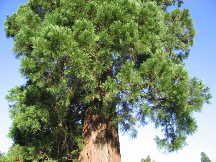 Framed Print : Giant Sequoia / Wellingtonia Tree - Close up of leaves and bark Framed Print : Giant Sequoia / Wellingtonia Tree - Close up of leaves and bark
