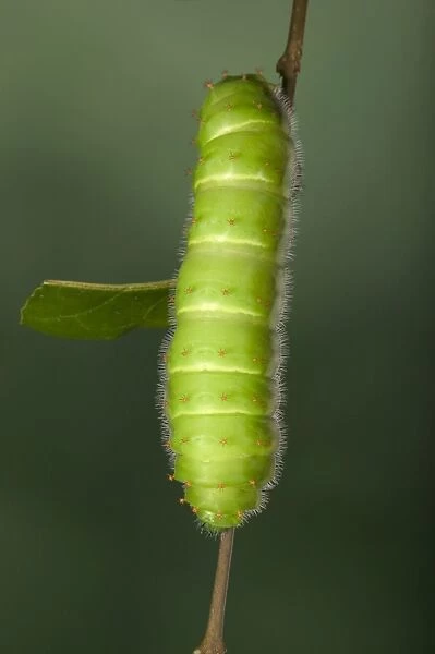Giant Silk Moth - Caterpillar (L5) South America