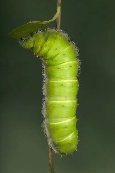 Giant Silk Moth - Caterpillar (L5). South America
