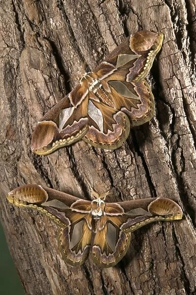 Giant Silk Moth - Couple
