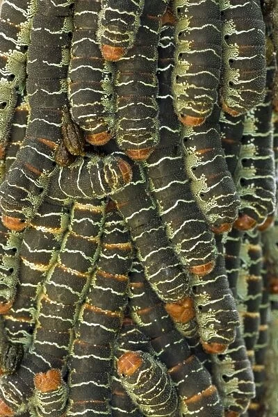 Giant Silk Worm Caterpillars - aggregation of fully grown caterpillars - tropical dry forest - Santa Rosa National Park - group together during the day on trunks - feed on foliage at night - Saturniidae family - Costa Rica