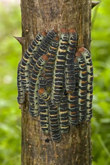 Framed Print : Giant Silk Worm Caterpillars - aggregation of fully grown caterpillars - tropical dry forest - Santa Rosa National Park - group together during the day on trunks - feed on foliage at night - Saturniidae family - Costa Rica Framed Print : Giant Silk Worm Caterpillars - aggregation of fully grown caterpillars - tropical dry forest - Santa Rosa National Park - group together during the day on trunks - feed on foliage at night - Saturniidae family - Costa Rica