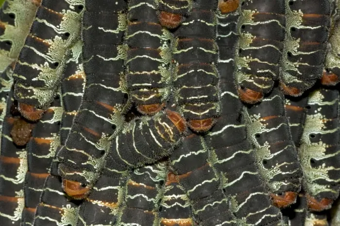 Framed Print : Giant Silk Worm Caterpillars - aggregation of fully grown caterpillars - tropical dry forest - Santa Rosa National Park - group together during the day on trunks - feed on foliage at night - Saturniidae family - Costa Rica Framed Print : Giant Silk Worm Caterpillars - aggregation of fully grown caterpillars - tropical dry forest - Santa Rosa National Park - group together during the day on trunks - feed on foliage at night - Saturniidae family - Costa Rica