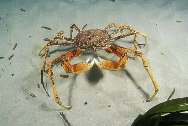 Giant Spider Crab AU 116 BS Normally a deep water animal, this species congregates in large numbers in shallow water to mate, South Australia Majidae leptomithrax gaimardii © Becca Saunders  /  ardea. com