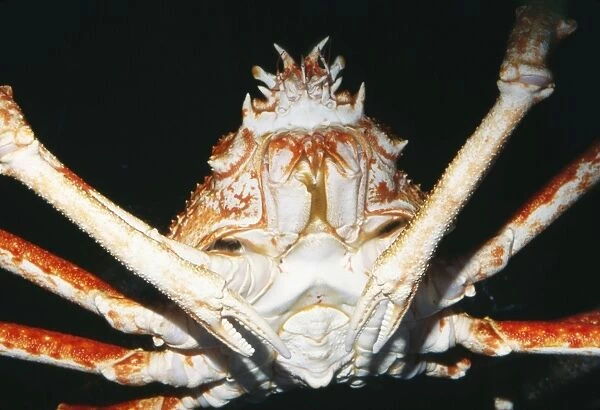 Giant Spider Crab KEL 466 Northern Pacific Alaska Macrocheira kaempfer © Ken Lucas  /  ARDEA LONDON