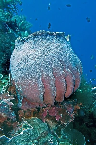 Giant Sponge - Komodo Marine National Park - Indonesia