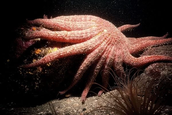 Giant Starfish - cold water Pacific Canada