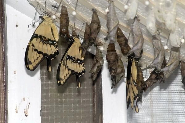 Giant Swallowtail Butterflies emerging from pupae in butterfly house. Larvae feed on citrus (Ruta spp. ) and wild lime (Zanthoxylum fagara). Adults often drink from puddles on ground