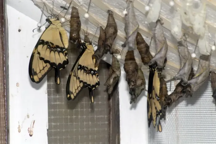 Framed Print : Giant Swallowtail Butterflies emerging from pupae in butterfly house. Larvae feed on citrus (Ruta spp. ) and wild lime (Zanthoxylum fagara). Adults often drink from puddles on ground Framed Print : Giant Swallowtail Butterflies emerging from pupae in butterfly house. Larvae feed on citrus (Ruta spp. ) and wild lime (Zanthoxylum fagara). Adults often drink from puddles on ground