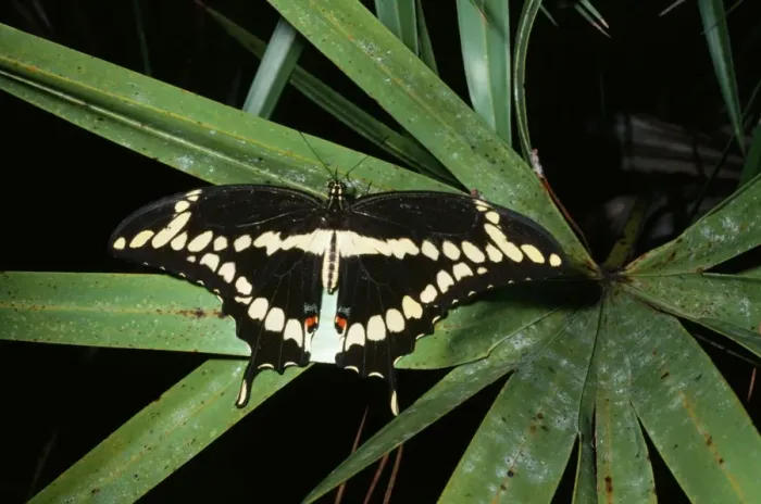 Framed Print : Giant Swallowtail Butterfly Framed Print : Giant Swallowtail Butterfly
