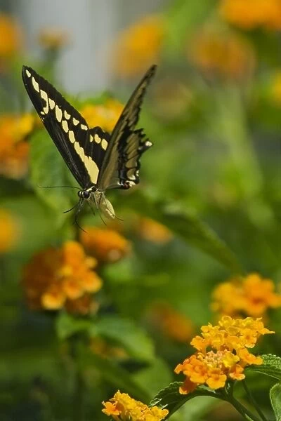 Giant Swallowtail Butterfly (Papilio cresphontes)