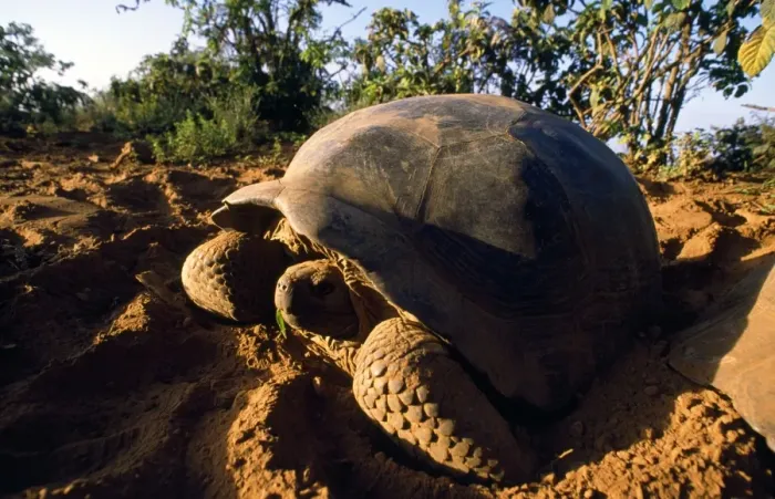 Framed Print : Giant Tortoise - Alcedo Volcano - Isabela Island - Galapagos Islands Framed Print : Giant Tortoise - Alcedo Volcano - Isabela Island - Galapagos Islands