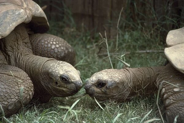Giant Tortoise - Galapagos