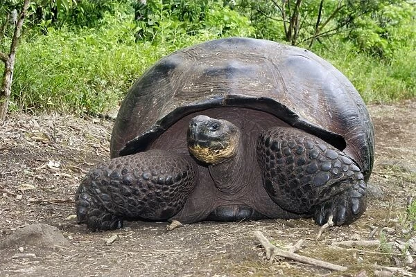 Giant Tortoise - On ground