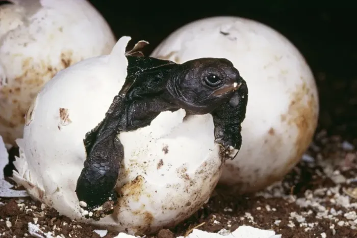 Framed Print : Giant Tortoise HDD 01 Hatching, Galapagos Islands. Testudo elephantopus © Hans D. Dossenbach  /  ardea. com