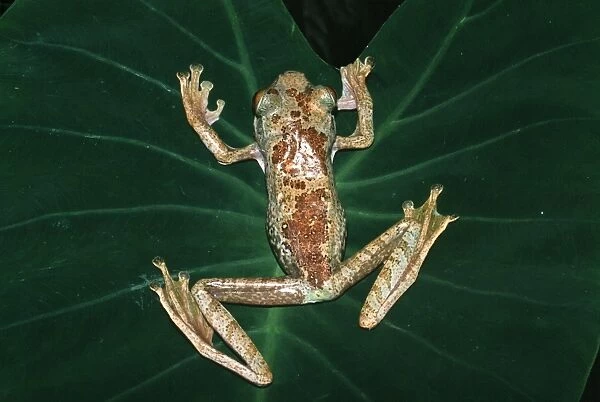 Giant Tree Frog COS 721 Madagascar Boorhis albilabris © Bill Coster  /  ARDEA LONDON
