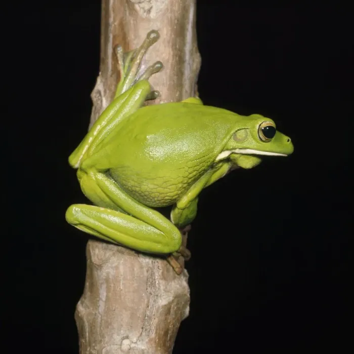 Framed Print : Giant Treefrog Framed Print : Giant Treefrog