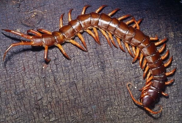 Giant Vietnamese Centipede Tropical Southeast Asia