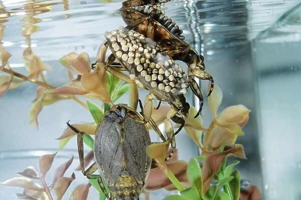 Giant Water Bug - Hemiptera. Males carry eggs on back. Streams of California, USA