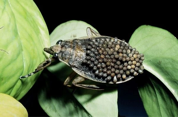 Giant Water Bug - male carrying eggs on back- slow moving streams -California - USA