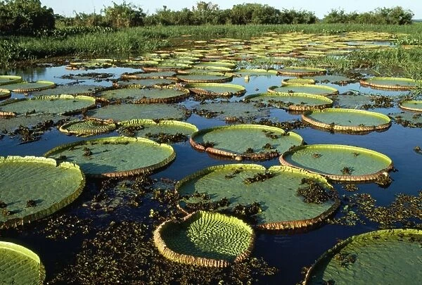 Giant Water Lily Brazil