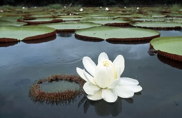 Giant Water Lily FG 12080 Rupununi region, Amazon Basin - Guyana Victoria amazonica © Francois Gohier  /  ARDEA LONDON