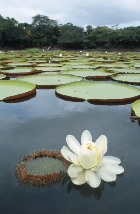 Framed Print : Giant Waterlily - Rupununi region Amazon Basin Guyana South America Framed Print : Giant Waterlily - Rupununi region Amazon Basin Guyana South America
