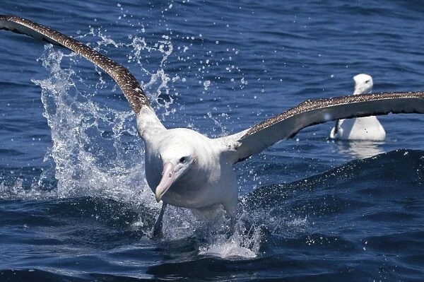 Gibson's Albatross - in flight - offshore from Kaikoura, South Island, New Zealand. Some authorities consider Gibson's Albatross to be a subspecies of the Wandering Albatross so Diomedea exulans gibsoni