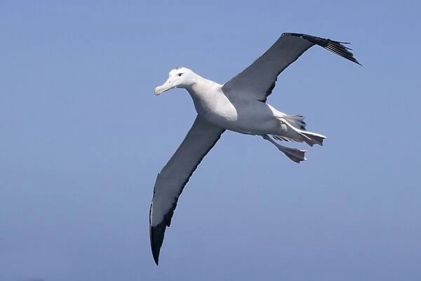 Gibson's Albatross - in flight - offshore from Kaikoura, South Island, New Zealand. Some authorities consider Gibson's Albatross to be a subspecies of the Wandering Albatross so Diomedea exulans gibsoni