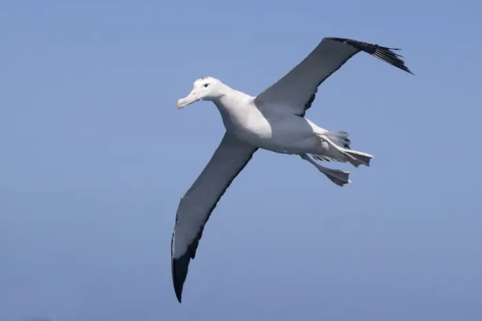 Framed Print : Gibson's Albatross - in flight - offshore from Kaikoura, South Island, New Zealand. Some authorities consider Gibson's Albatross to be a subspecies of the Wandering Albatross so Diomedea exulans gibsoni Framed Print : Gibson's Albatross - in flight - offshore from Kaikoura, South Island, New Zealand. Some authorities consider Gibson's Albatross to be a subspecies of the Wandering Albatross so Diomedea exulans gibsoni