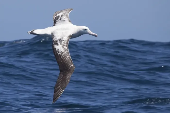 Framed Print : Gibson's Albatross - in flight over sea - offshore from Kaikoura, South Island, New Zealand. Some authorities consider Gibson's Albatross to be a subspecies of the Wandering Albatross so Diomedea exulans gibsoni Framed Print : Gibson's Albatross - in flight over sea - offshore from Kaikoura, South Island, New Zealand. Some authorities consider Gibson's Albatross to be a subspecies of the Wandering Albatross so Diomedea exulans gibsoni