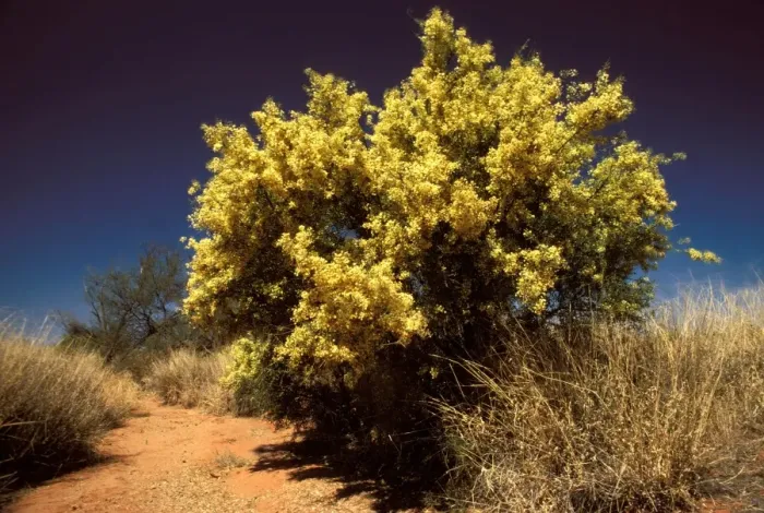 Framed Print : Gidgee Wattle - in full flower. near Oodnadatta, South Australia RMS01062 Framed Print : Gidgee Wattle - in full flower. near Oodnadatta, South Australia RMS01062
