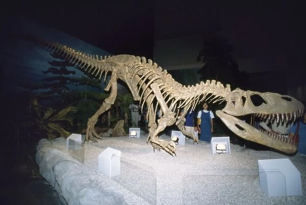 Gigantosaurus Dinosaur Skeleton - Argentina