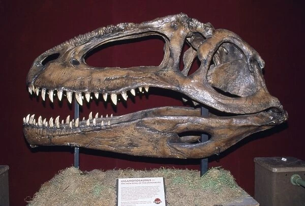 Gigantosaurus Dinosaur Skull - replica of original found in Patagonia. Meat-eater larger then T. Rex, 13 ft tall 42 ft long. Argentina