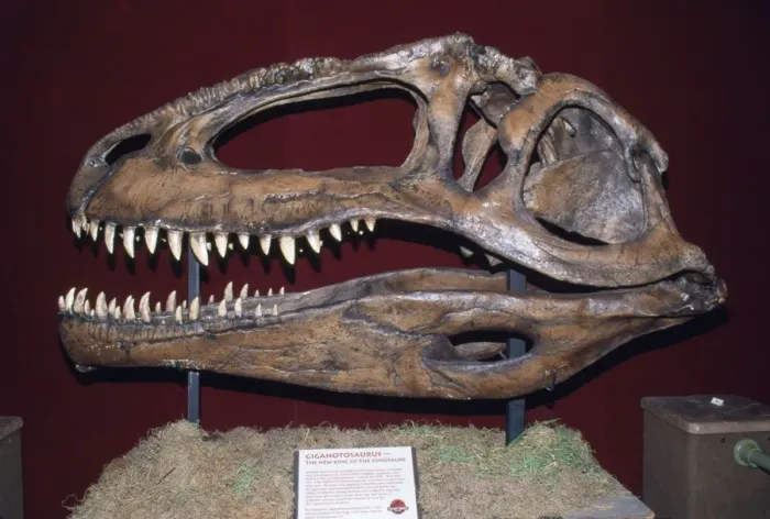 Framed Print : Gigantosaurus Dinosaur Skull - replica of original found in Patagonia. Meat-eater larger then T. Rex, 13 ft tall 42 ft long. Argentina Framed Print : Gigantosaurus Dinosaur Skull - replica of original found in Patagonia. Meat-eater larger then T. Rex, 13 ft tall 42 ft long. Argentina