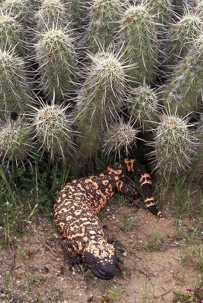 Gila Monster -Arizona-One of only two venomous lizards in the world-protected species-in Saguaro cactus 'boot'- delivers venom through grooved teeth- feeds on ground nesting birds and small mammals - spends much time in burrows
