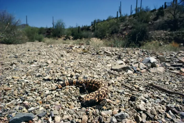 Framed Print : Gila Monster - in desert habitat Framed Print : Gila Monster - in desert habitat
