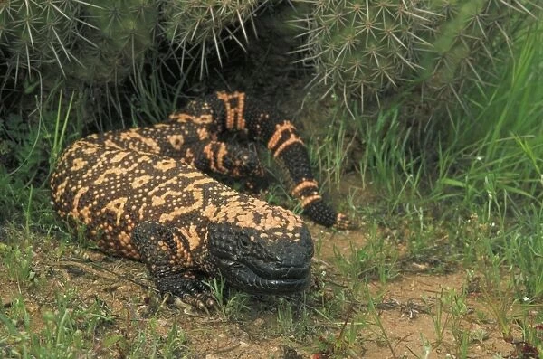 Gila Monster (Heloderma suspectum)-Arizona-One of only two venomous lizards in the world-protected species-in Saguaro cactus 'boot'- delivers venom through grooved teeth- feeds on ground nesting birds