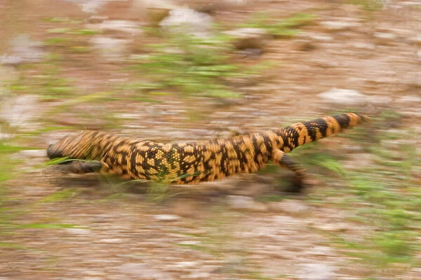Gila Monster - In motion. One of only two venomous lizards in the world, protected species. Southeastern Arizona, USA