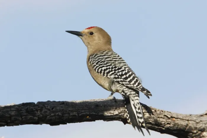 Framed Print : Gila Woodpecker Framed Print : Gila Woodpecker