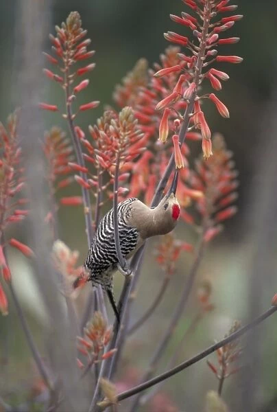 Gila Woodpecker - Arizona - Feeding on nectar in Aloe Vera blossoms- Common Sonoran desert resident - Overall range from southwestern U. S. to central Mexico - Lives in desert washes-saguaros-river groves-cottonwoods-towns