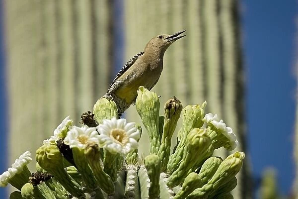 Gila Woodpecker - Calling and feeding on nectar and insects in the Saguaro cactus blossom - Arizona - USA