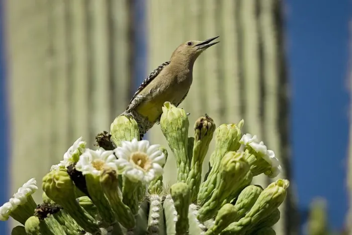 Framed Print : Gila Woodpecker - Calling and feeding on nectar and insects in the Saguaro cactus blossom - Arizona - USA Framed Print : Gila Woodpecker - Calling and feeding on nectar and insects in the Saguaro cactus blossom - Arizona - USA