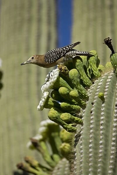 Gila Woodpecker - feeding on nectar and insects in the Saguaro Cactus blossom - Sonoran Desert - Arizona - USA