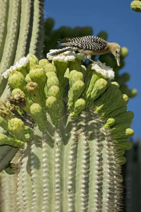 Framed Print : Gila Woodpecker - Feeding on nectar and insects in the Saguaro cactus blossom - Arizona - USA
