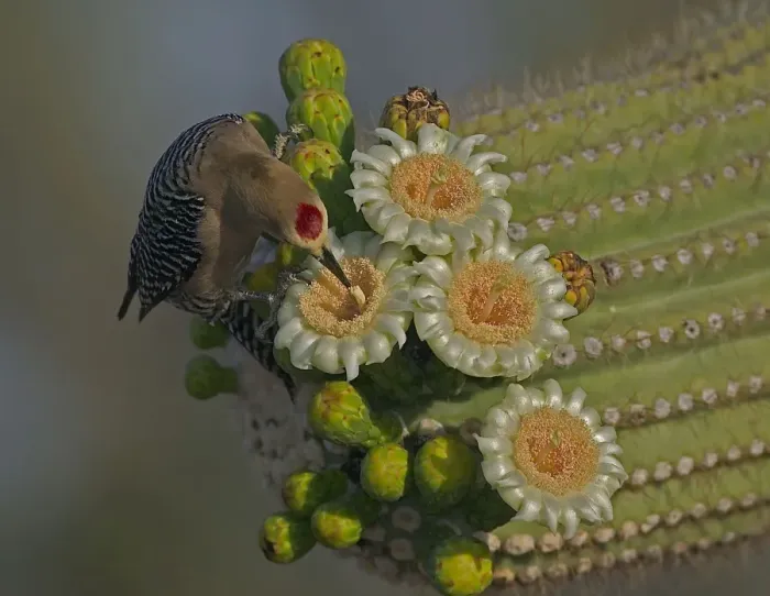 Framed Print : Gila Woodpecker - Feeding on nectar and insects in the Saguaro cactus blossom - helps pollinate cactus - makes holes in Saguaro cactus for their nests which are then used by other birds Common Sonoran desert resident Arizona, USA Framed Print : Gila Woodpecker - Feeding on nectar and insects in the Saguaro cactus blossom - helps pollinate cactus - makes holes in Saguaro cactus for their nests which are then used by other birds Common Sonoran desert resident Arizona, USA