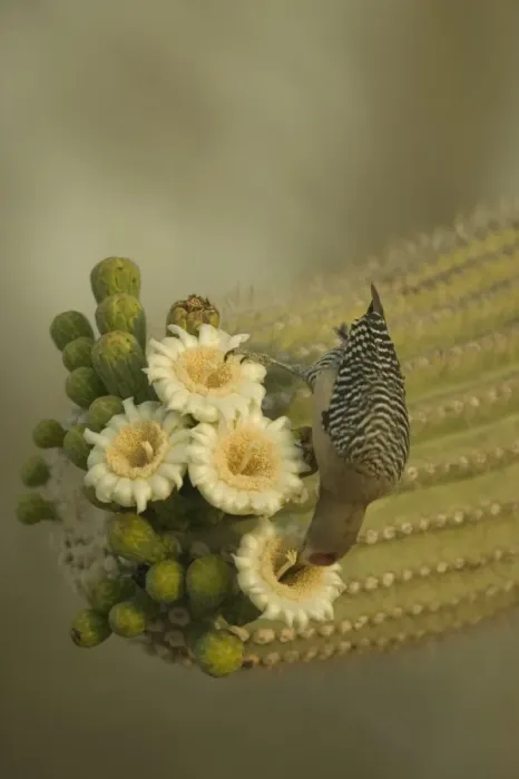Framed Print : Gila Woodpecker Feeding on nectar and insects in the Saguaro cactus blossom - helps pollinate cactus - makes holes in Saguaro cactus for their nests which are then used by other birds Common Sonoran desert resident