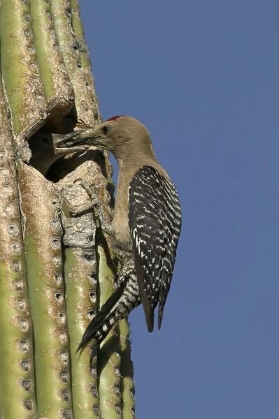 Gila Woodpecker Feeding young at nest in Cactus Feeds on nectar and insects in the Saguaro cactus blossom - helps pollinate cactus - makes holes in Saguaro cactus for their nests which are then used by other